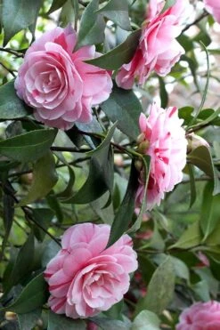 LA Peppermint Camellia Japonica - 3 Gallon Pot 13 LA Peppermint Camellia Japonica - 3 Gallon Pot -Bush Sale Shop Camellia La Peppermint 1