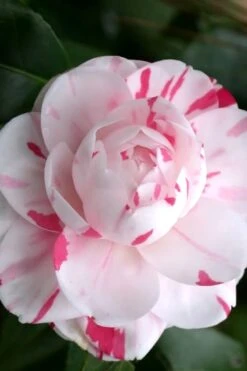 LA Peppermint Camellia Japonica - 3 Gallon Pot 11 LA Peppermint Camellia Japonica - 3 Gallon Pot -Bush Sale Shop Camellia La Peppermint 2