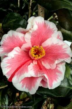 Lady Vansittart Multicolor Camellia Japonica - 6 Pack Of 1 Gallon Pots 12 Lady Vansittart Multicolor Camellia Japonica - 6 Pack Of 1 Gallon Pots -Bush Sale Shop Camellia Lady Vansittart 12