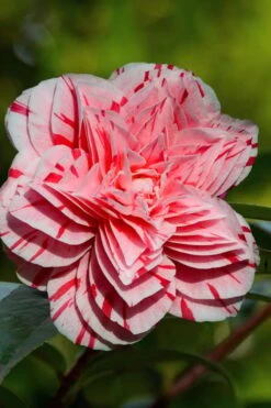 Les Marbury Camellia Japonica - 1 Gallon Pot 10 Les Marbury Camellia Japonica - 1 Gallon Pot -Bush Sale Shop Camellia Les Marbury 2 1