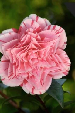 Les Marbury Camellia Japonica - 3 Gallon Pot 11 Les Marbury Camellia Japonica - 3 Gallon Pot -Bush Sale Shop Camellia Les Marbury 3
