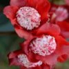 Lipstick Red Camellia Japonica - 3 Gallon Pot 1 Lipstick Red Camellia Japonica - 3 Gallon Pot -Bush Sale Shop Camellia Lipstick 1