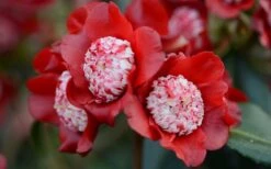 Lipstick Red Camellia Japonica - 3 Gallon Pot 13 Lipstick Red Camellia Japonica - 3 Gallon Pot -Bush Sale Shop Camellia Lipstick 2