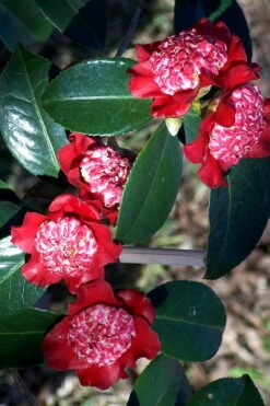 Lipstick Red Camellia Japonica - 3 Gallon Pot 15 Lipstick Red Camellia Japonica - 3 Gallon Pot -Bush Sale Shop Camellia Lipstick 3