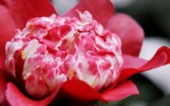 Lipstick Red Camellia Japonica - 3 Gallon Pot 14 Lipstick Red Camellia Japonica - 3 Gallon Pot -Bush Sale Shop Camellia Lipstick 4