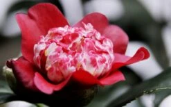 Lipstick Red Camellia Japonica - 3 Gallon Pot 17 Lipstick Red Camellia Japonica - 3 Gallon Pot -Bush Sale Shop Camellia Lipstick 5