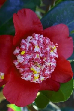 Lipstick Red Camellia Japonica - 3 Gallon Pot 16 Lipstick Red Camellia Japonica - 3 Gallon Pot -Bush Sale Shop Camellia Lipstick 6