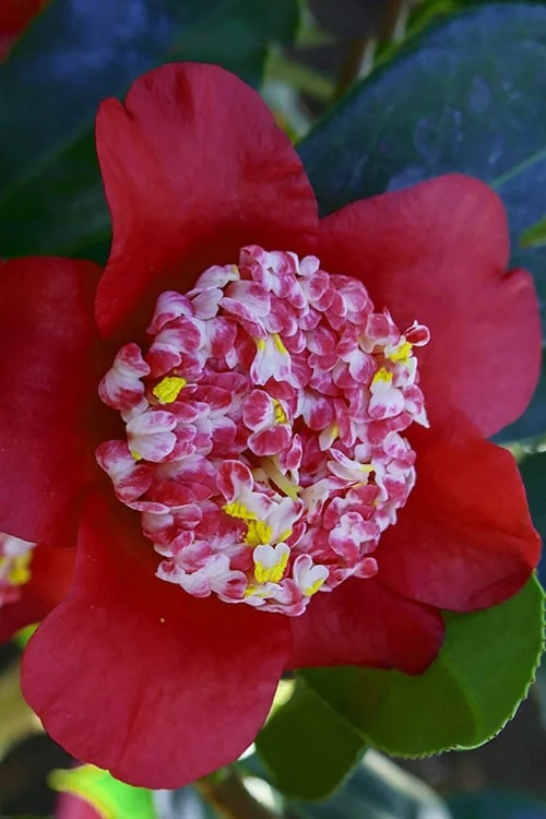 Lipstick Red Camellia Japonica - 3 Gallon Pot 9 Lipstick Red Camellia Japonica - 3 Gallon Pot - Image 7