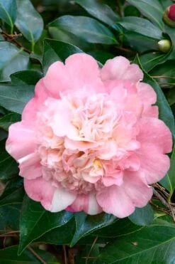 Look Again Camellia Japonica - 3 Gallon Pot 11 Look Again Camellia Japonica - 3 Gallon Pot -Bush Sale Shop Camellia Look Again 1