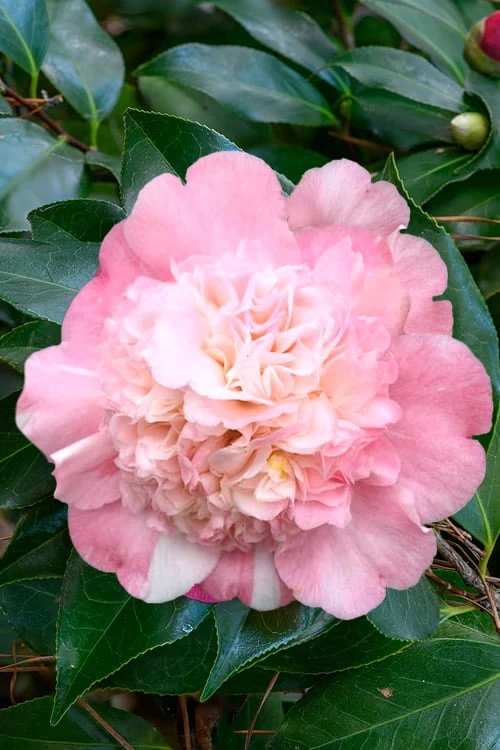 Look Again Camellia Japonica - 3 Gallon Pot 7 Look Again Camellia Japonica - 3 Gallon Pot - Image 5