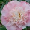 Look Again Camellia Japonica - 1 Gallon Pot 1 Look Again Camellia Japonica - 1 Gallon Pot -Bush Sale Shop Camellia Look Again 2 1