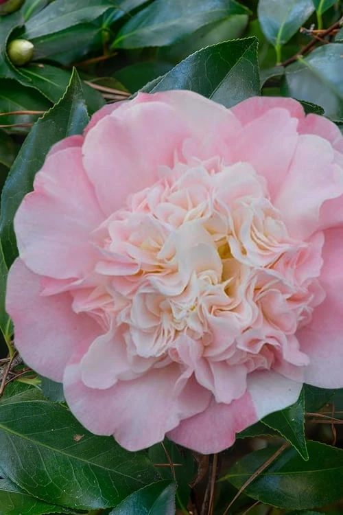 Look Again Camellia Japonica - 3 Gallon Pot 3 Look Again Camellia Japonica - 3 Gallon Pot