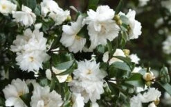 Mine No Yuki Camellia Sasanqua - 1 Gallon Pot -Bush Sale Shop Camellia Mine No Yuki 23