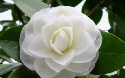 Morning Glow Camellia Japonica - 1 Gallon Pot -Bush Sale Shop Camellia Morning Glow 800x500 2