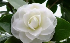 Morning Glow Camellia Japonica - 2 Gallon Pot 10 Morning Glow Camellia Japonica - 2 Gallon Pot -Bush Sale Shop Camellia Morning Glow 800x500 3