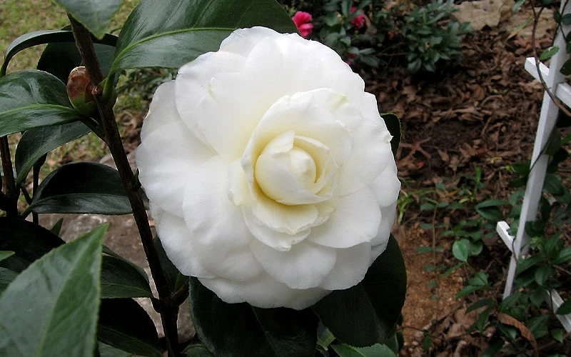Morning Glow Camellia Japonica - 2 Gallon Pot 7 Morning Glow Camellia Japonica - 2 Gallon Pot - Image 5