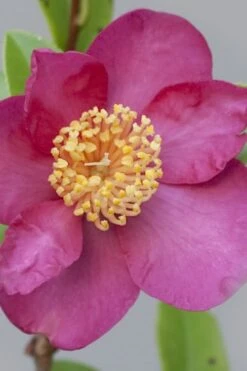 Nokorika Fragrant Purple Camellia - 1 Gallon Pot 9 Nokorika Fragrant Purple Camellia - 1 Gallon Pot -Bush Sale Shop Camellia Nokorika 2