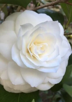 Nuccio's Gem Camellia Japonica - 3 Gallon Pot 11 Nuccio's Gem Camellia Japonica - 3 Gallon Pot -Bush Sale Shop Camellia Nuccios Gem 1