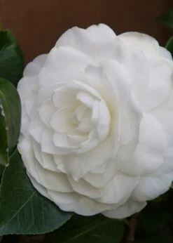 Nuccio's Gem Camellia Japonica - 3 Gallon Pot 13 Nuccio's Gem Camellia Japonica - 3 Gallon Pot -Bush Sale Shop Camellia Nuccios Gem 3