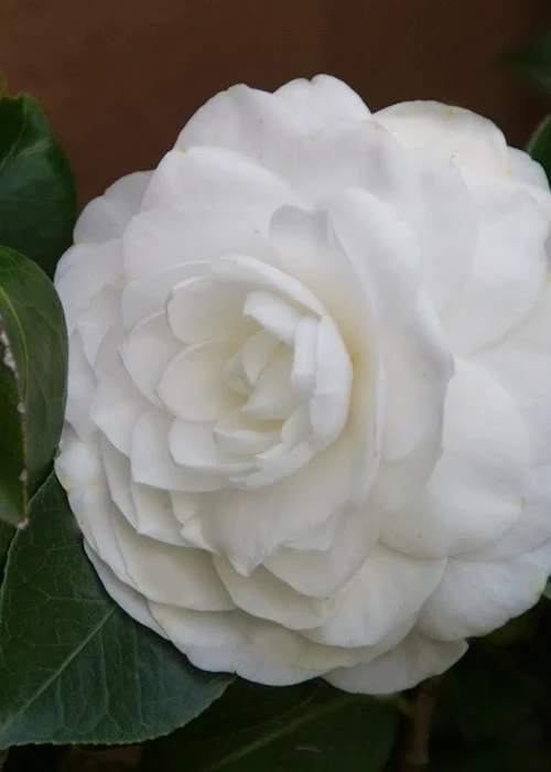 Nuccio's Gem Camellia Japonica - 3 Gallon Pot 8 Nuccio's Gem Camellia Japonica - 3 Gallon Pot - Image 6