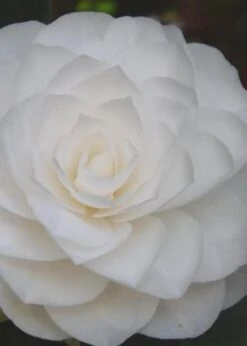 Nuccio's Gem Camellia Japonica - 3 Gallon Pot 12 Nuccio's Gem Camellia Japonica - 3 Gallon Pot -Bush Sale Shop Camellia Nuccios Gem 6