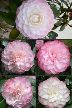 Nuccio's Pearl Camellia Japonica - 1 Gallon Pot -Bush Sale Shop Camellia Nuccios Pearl 1 1