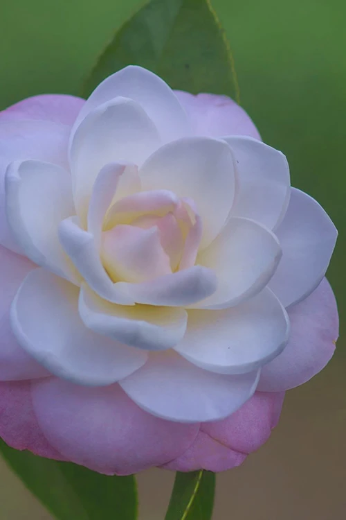 October Affair Camellia Japonica - 3 Gallon Pot 7 October Affair Camellia Japonica - 3 Gallon Pot - Image 5