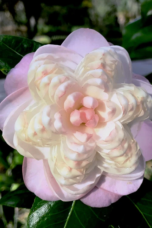 October Affair Camellia Japonica - 3 Gallon Pot 3 October Affair Camellia Japonica - 3 Gallon Pot