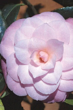 October Affair Camellia Japonica - 3 Gallon Pot 13 October Affair Camellia Japonica - 3 Gallon Pot -Bush Sale Shop Camellia October Affair 8