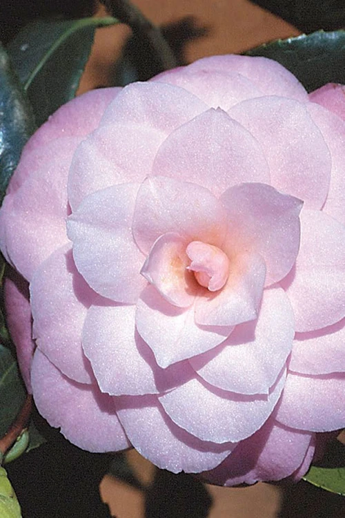 October Affair Camellia Japonica - 3 Gallon Pot 8 October Affair Camellia Japonica - 3 Gallon Pot - Image 6