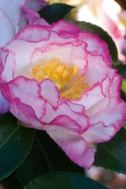 October Magic Inspiration Camellia - 2 Gallon Pot 10 October Magic Inspiration Camellia - 2 Gallon Pot -Bush Sale Shop Camellia October Inspiration 2