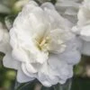October Magic Bride Camellia - 2 Gallon Pot -Bush Sale Shop Camellia October Magic Bride