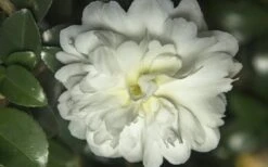October Magic Ivory Camellia - 1 Gallon Pot -Bush Sale Shop Camellia October Magic Ivory 1