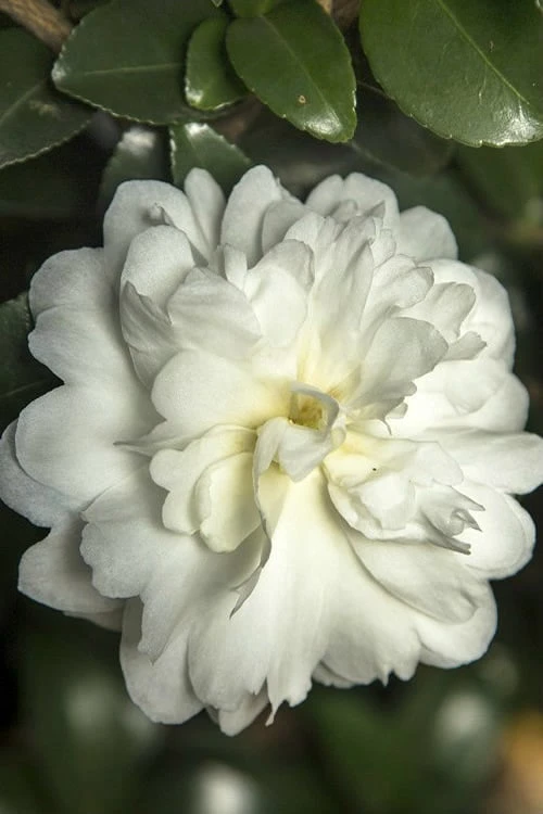 October Magic Ivory Camellia - 2 Gallon Pot 3 October Magic Ivory Camellia - 2 Gallon Pot