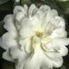 October Magic Ivory Camellia - 3 Gallon Pot 1 October Magic Ivory Camellia - 3 Gallon Pot -Bush Sale Shop Camellia October Magic Ivory 500x750 3