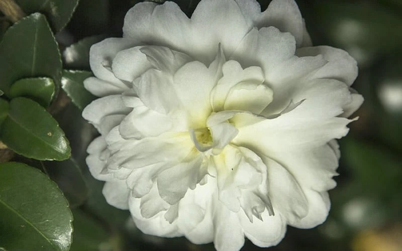 October Magic Ivory Camellia - 2 Gallon Pot 6 October Magic Ivory Camellia - 2 Gallon Pot - Image 4