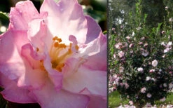 October Magic Orchid Camellia - 3 Gallon Pot 10 October Magic Orchid Camellia - 3 Gallon Pot -Bush Sale Shop Camellia October Magic Orchid Flowers 2 1