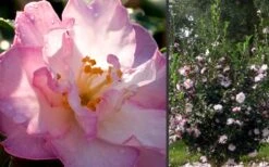 October Magic Orchid Camellia - 1 Gallon Pot 10 October Magic Orchid Camellia - 1 Gallon Pot -Bush Sale Shop Camellia October Magic Orchid Flowers 2 3