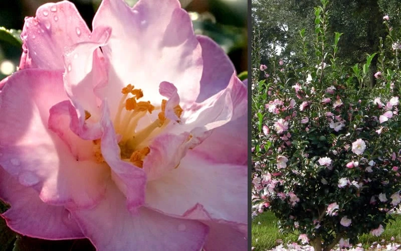 October Magic Orchid Camellia - 1 Gallon Pot 6 October Magic Orchid Camellia - 1 Gallon Pot - Image 4