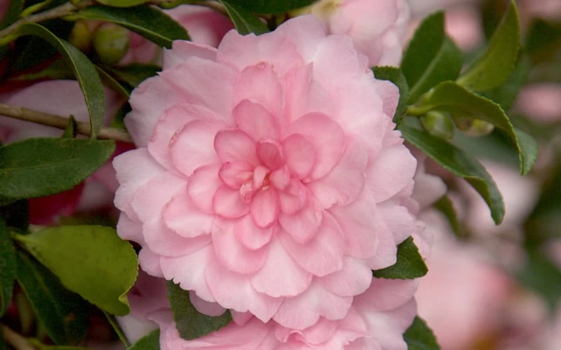 October Magic Pink Perplexion Camellia - 2 Gallon Pot 6 October Magic Pink Perplexion Camellia - 2 Gallon Pot - Image 4
