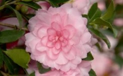 October Magic Pink Perplexion Camellia - 3 Gallon Pot 9 October Magic Pink Perplexion Camellia - 3 Gallon Pot -Bush Sale Shop Camellia October Magic Pink Perplexion 3
