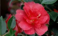 October Magic Rose Camellia - 3 Gallon Pot 10 October Magic Rose Camellia - 3 Gallon Pot -Bush Sale Shop Camellia October Magic Rose Closeup Flower 2 1