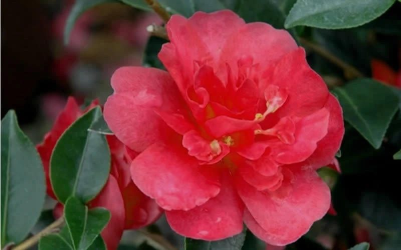 October Magic Rose Camellia - 3 Gallon Pot 6 October Magic Rose Camellia - 3 Gallon Pot - Image 4