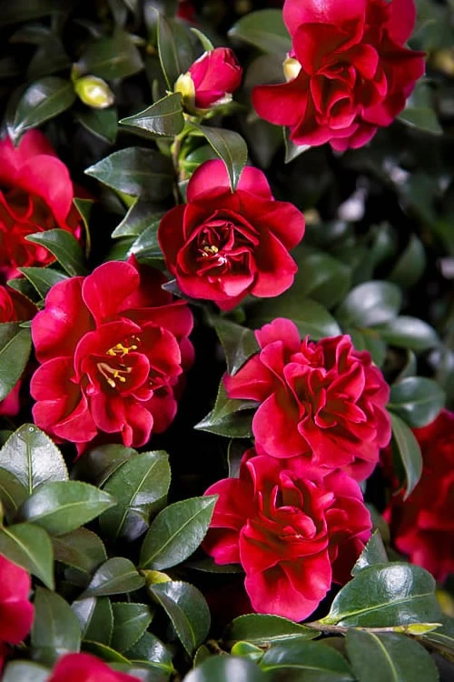 October Magic Ruby Camellia - 3 Gallon Pot 3 October Magic Ruby Camellia - 3 Gallon Pot