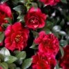 October Magic Ruby Camellia - 2 Gallon Pot 1 October Magic Ruby Camellia - 2 Gallon Pot -Bush Sale Shop Camellia October Magic Ruby 20 2
