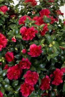 October Magic Ruby Camellia - 7 Gallon Pot 12 October Magic Ruby Camellia - 7 Gallon Pot -Bush Sale Shop Camellia October Magic Ruby 27