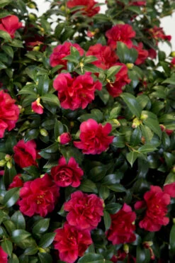 October Magic Ruby Camellia - 1 Gallon Pot 12 October Magic Ruby Camellia - 1 Gallon Pot -Bush Sale Shop Camellia October Magic Ruby 27 3