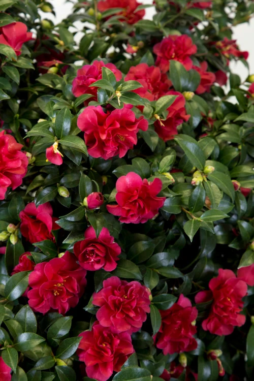 October Magic Ruby Camellia - 1 Gallon Pot 7 October Magic Ruby Camellia - 1 Gallon Pot - Image 5