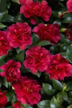 October Magic Ruby Camellia - 2 Gallon Pot 13 October Magic Ruby Camellia - 2 Gallon Pot -Bush Sale Shop Camellia October Magic Ruby 28 2