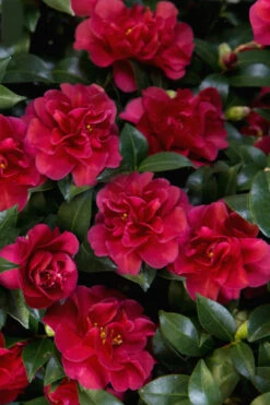 October Magic Ruby Camellia - 1 Gallon Pot 13 October Magic Ruby Camellia - 1 Gallon Pot -Bush Sale Shop Camellia October Magic Ruby 28 3